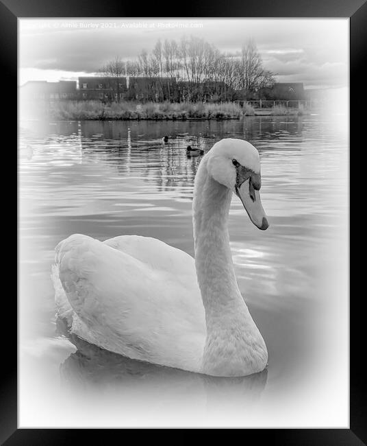 Swan Framed Print by Aimie Burley