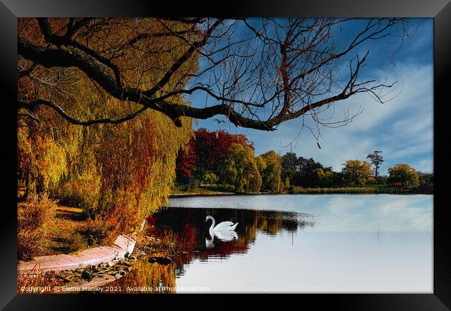 Autumn Swan  Framed Print by Elaine Manley