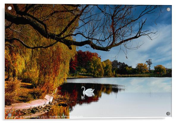 Autumn Swan  Acrylic by Elaine Manley