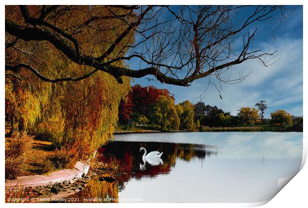 Autumn Swan  Print by Elaine Manley