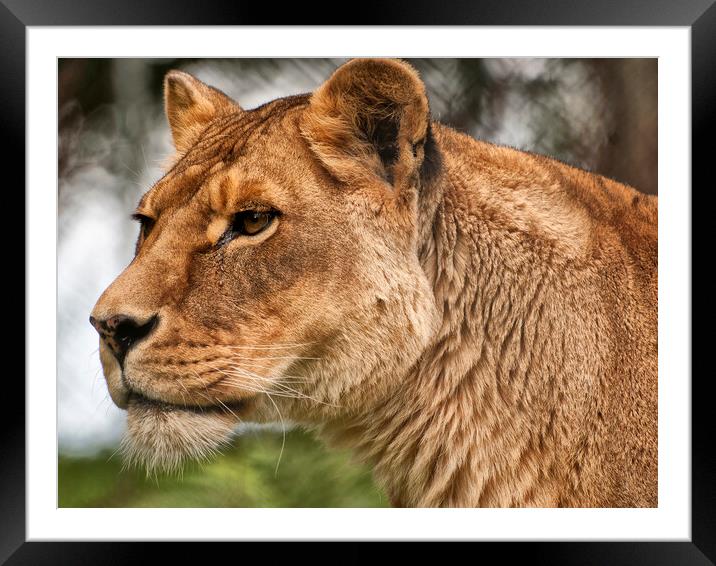 Josie the Lioness Framed Mounted Print by Jay Lethbridge