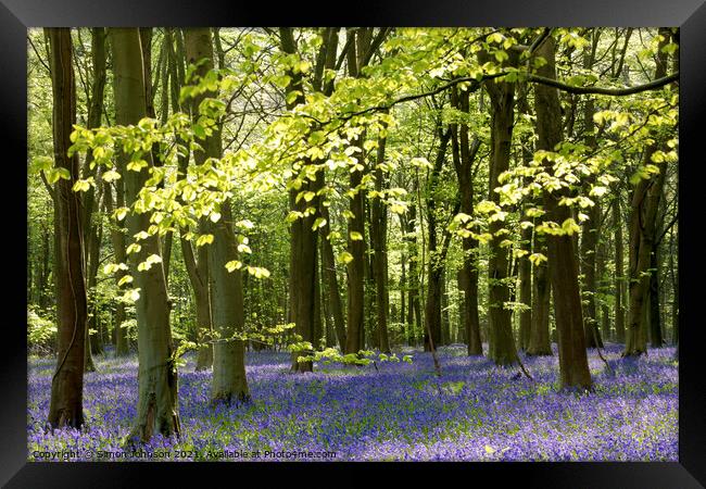 Sunlit bluebell woodland Framed Print by Simon Johnson