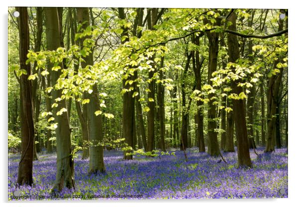 Sunlit bluebell woodland Acrylic by Simon Johnson
