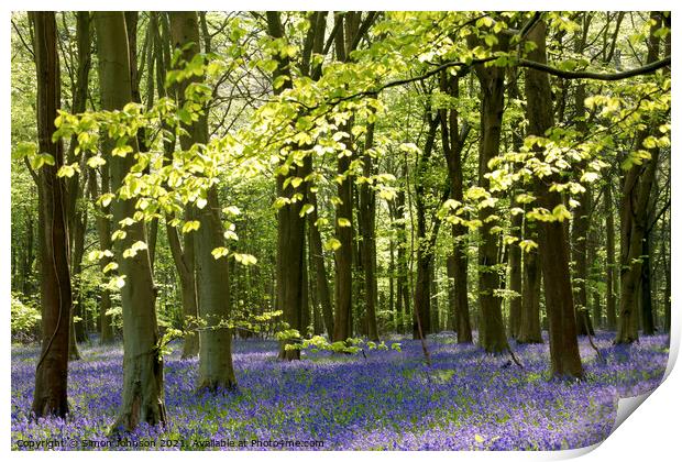 Sunlit bluebell woodland Print by Simon Johnson