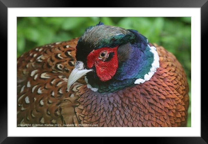 Majestic Pheasant in Flight Framed Mounted Print by Simon Marlow