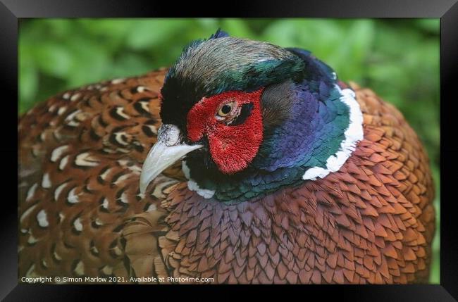 Majestic Pheasant in Flight Framed Print by Simon Marlow