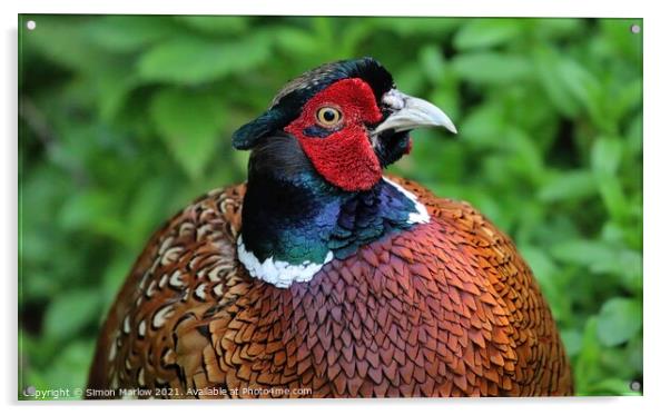 Majestic Pheasant Portrait Acrylic by Simon Marlow