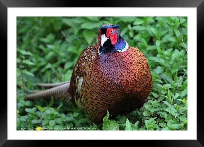 Majestic Pheasant Framed Mounted Print by Simon Marlow