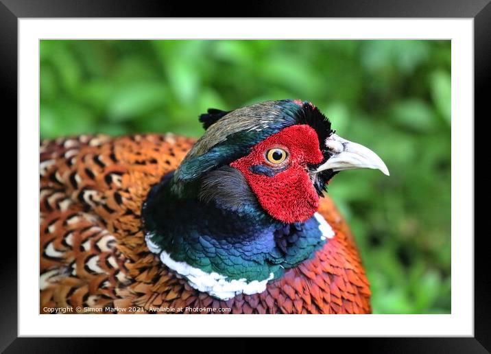 Pheasant close-up Framed Mounted Print by Simon Marlow