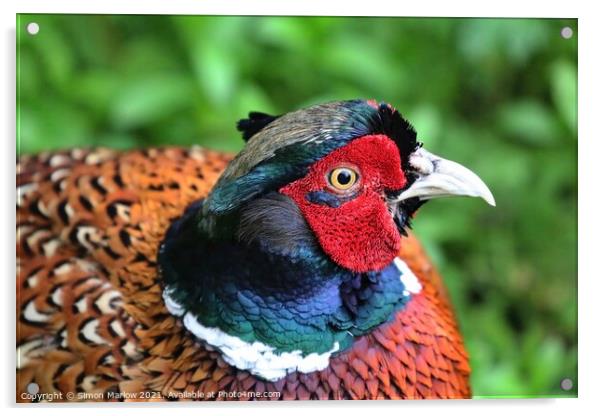 Pheasant close-up Acrylic by Simon Marlow