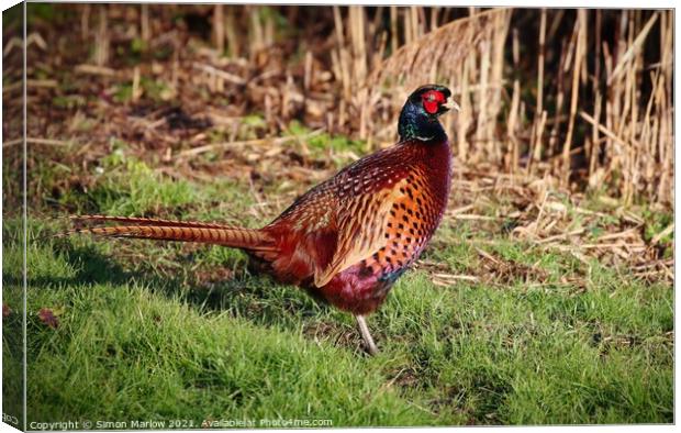 Pheasant in a field Canvas Print by Simon Marlow