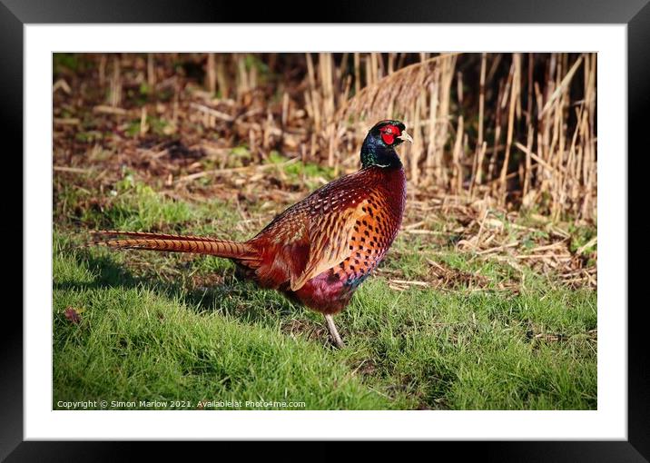 Pheasant in a field Framed Mounted Print by Simon Marlow
