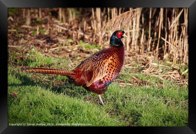 Pheasant in a field Framed Print by Simon Marlow