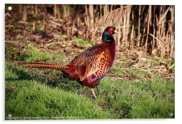 Pheasant in a field Acrylic by Simon Marlow