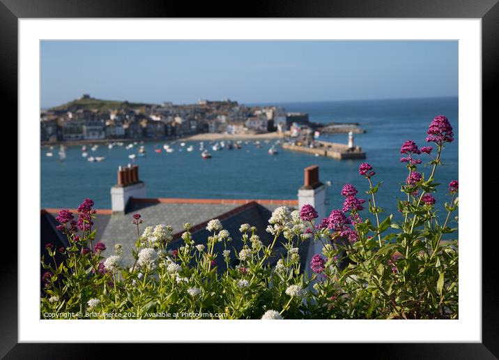 St Ives Harbour through the Valerian  Framed Mounted Print by Brian Pierce