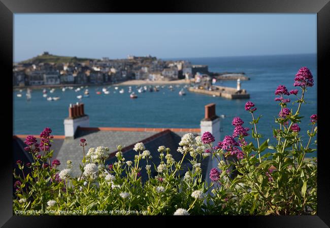 St Ives Harbour through the Valerian  Framed Print by Brian Pierce