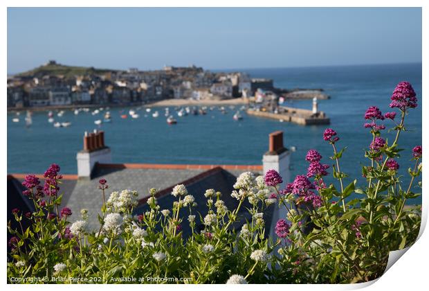 St Ives Harbour through the Valerian  Print by Brian Pierce