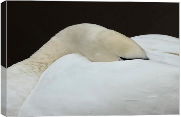 Swan asleep  Peace with the World Canvas Print by David Thompson