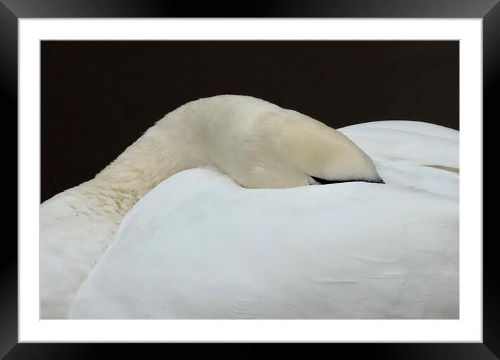 Swan asleep  Peace with the World Framed Mounted Print by David Thompson