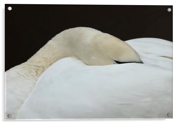 Swan asleep  Peace with the World Acrylic by David Thompson