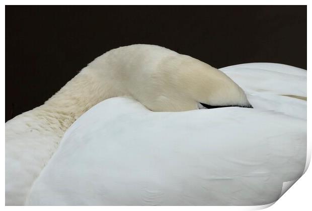 Swan asleep  Peace with the World Print by David Thompson
