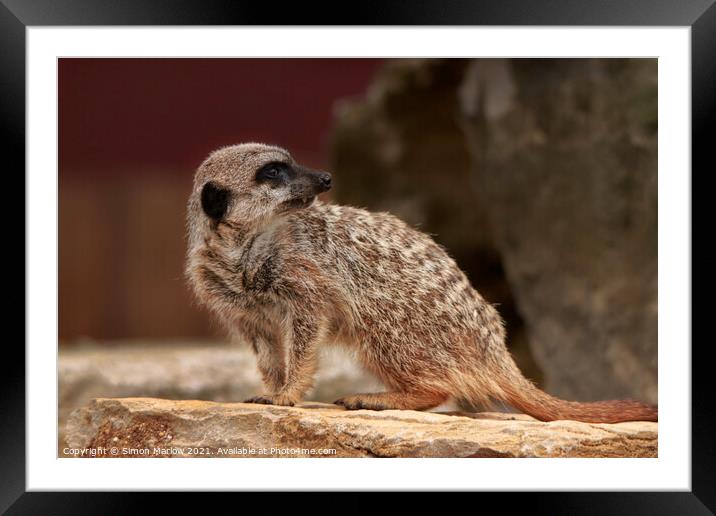 Adorable Meerkat Standing Guard Framed Mounted Print by Simon Marlow