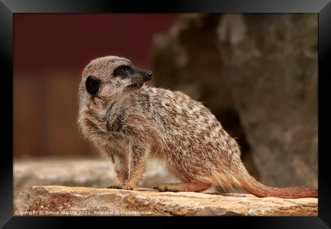 Adorable Meerkat Standing Guard Framed Print by Simon Marlow