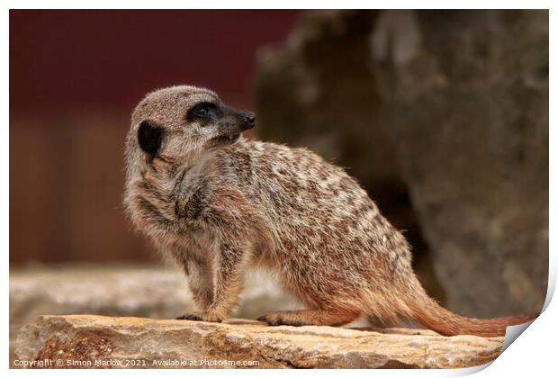 Adorable Meerkat Standing Guard Print by Simon Marlow