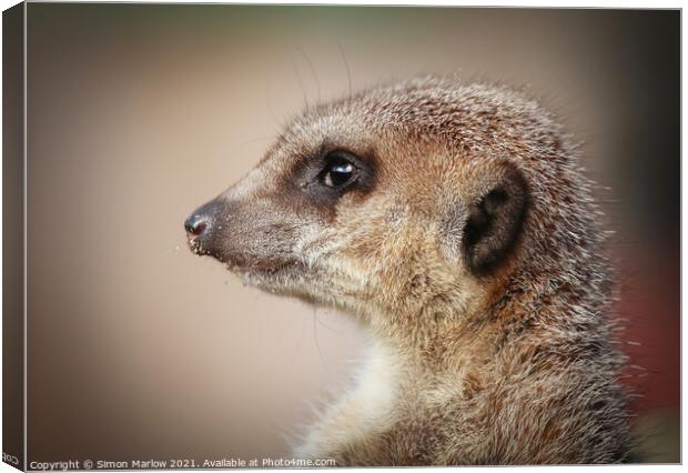 Meerkat on the lookout Canvas Print by Simon Marlow