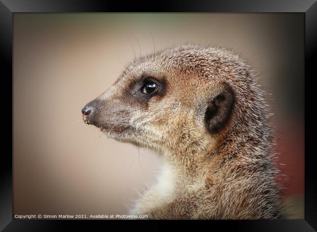 Meerkat on the lookout Framed Print by Simon Marlow