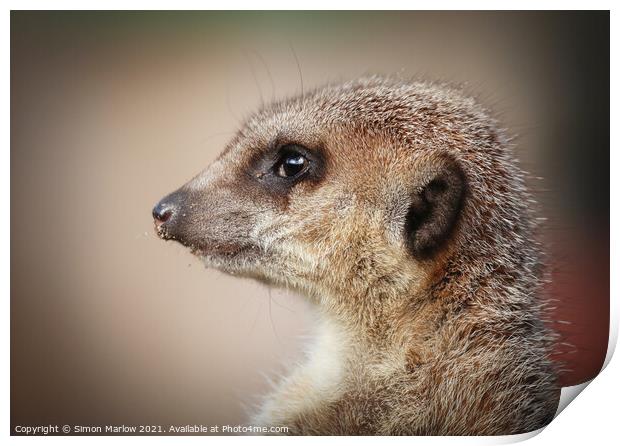 Meerkat on the lookout Print by Simon Marlow