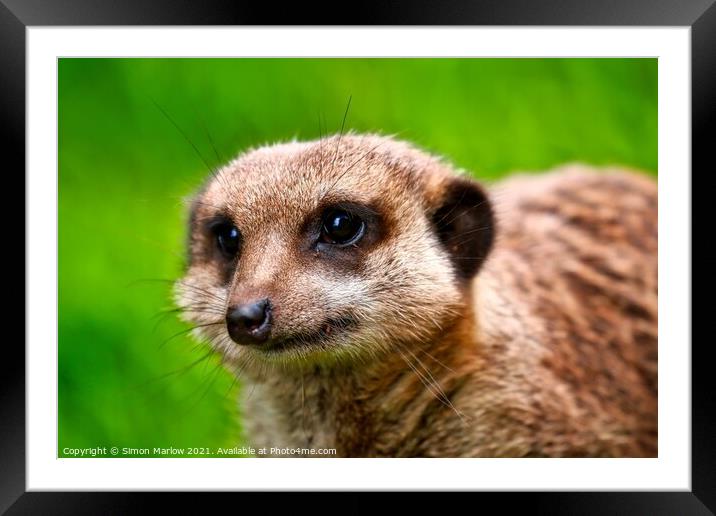 Alert Meerkat Searching for Prey Framed Mounted Print by Simon Marlow