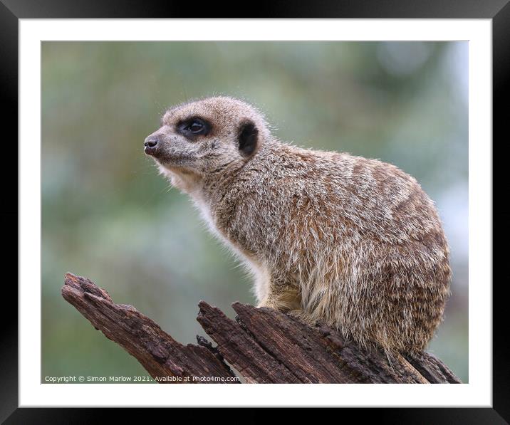 The Watchful Suricate Framed Mounted Print by Simon Marlow