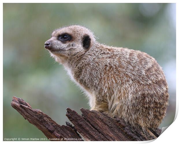 The Watchful Suricate Print by Simon Marlow