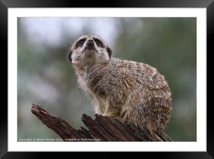 Adorable Meerkat Standing Guard Framed Mounted Print by Simon Marlow