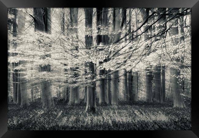 Sunlit Woodland Framed Print by Simon Johnson