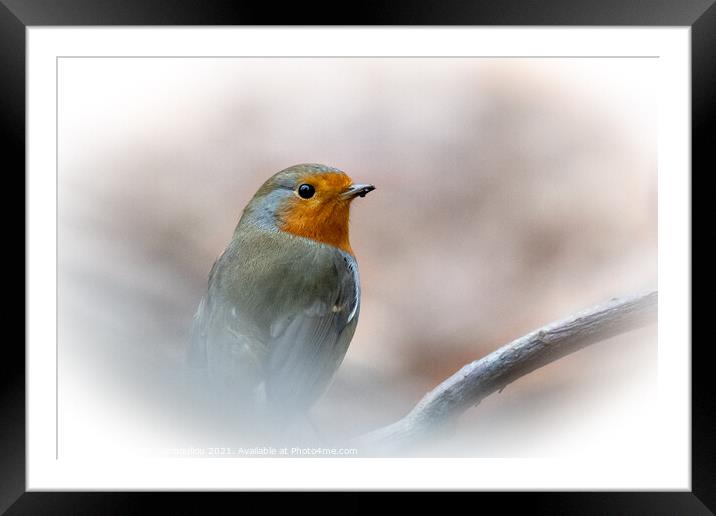 Robin Braving the Winter Framed Mounted Print by Martin Yiannoullou