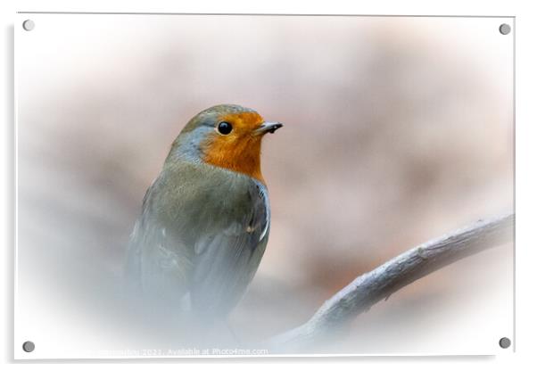 Robin Braving the Winter Acrylic by Martin Yiannoullou