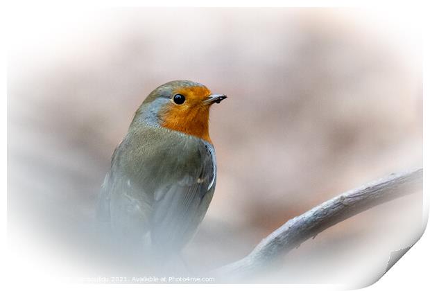 Robin Braving the Winter Print by Martin Yiannoullou