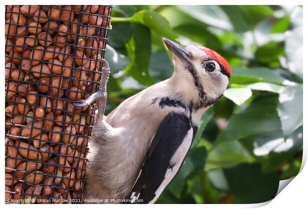 Woodpecker Print by Simon Marlow