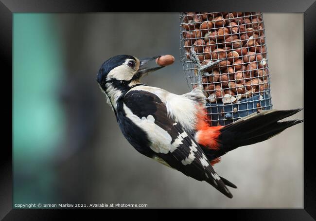 Woodpecker Framed Print by Simon Marlow