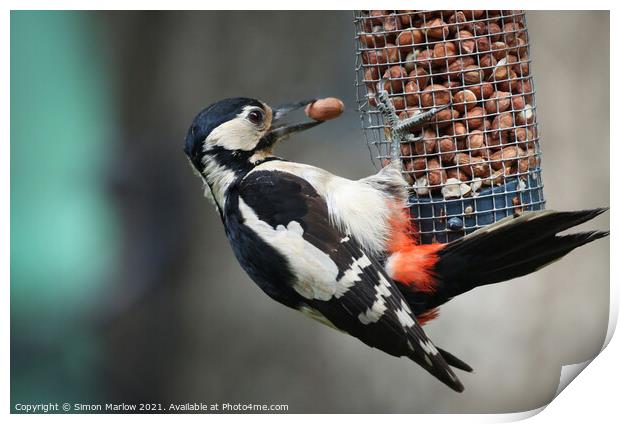 Woodpecker Print by Simon Marlow