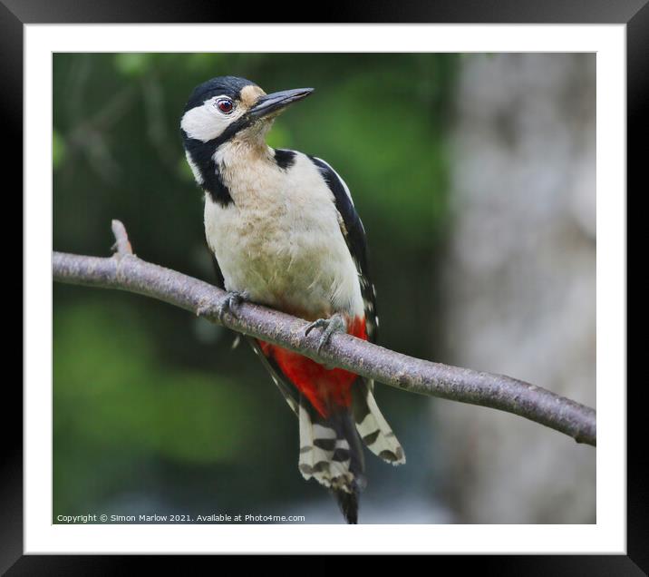 Woodpecker Framed Mounted Print by Simon Marlow