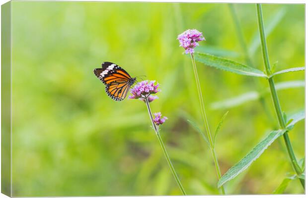 Butterfly on Vervain Flower Canvas Print by David Bokuchava