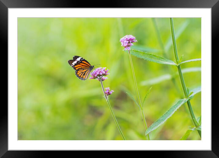 Butterfly on Vervain Flower Framed Mounted Print by David Bokuchava
