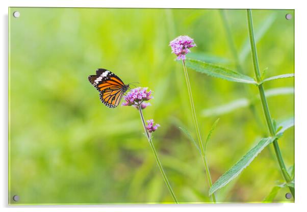 Butterfly on Vervain Flower Acrylic by David Bokuchava