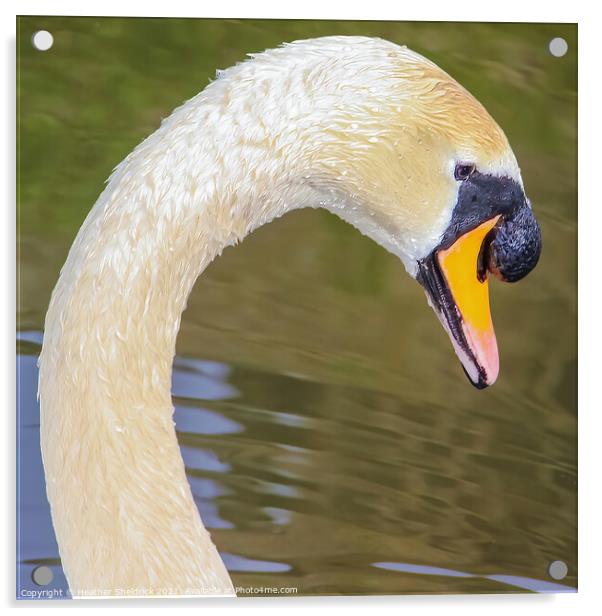 Swan Neck Acrylic by Heather Sheldrick