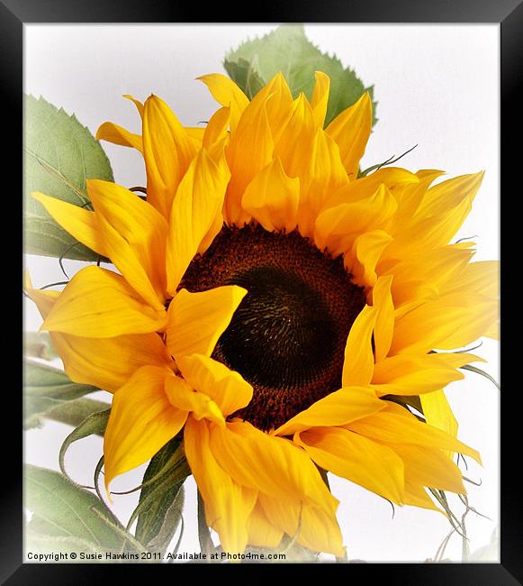 Sunny Head Framed Print by Susie Hawkins