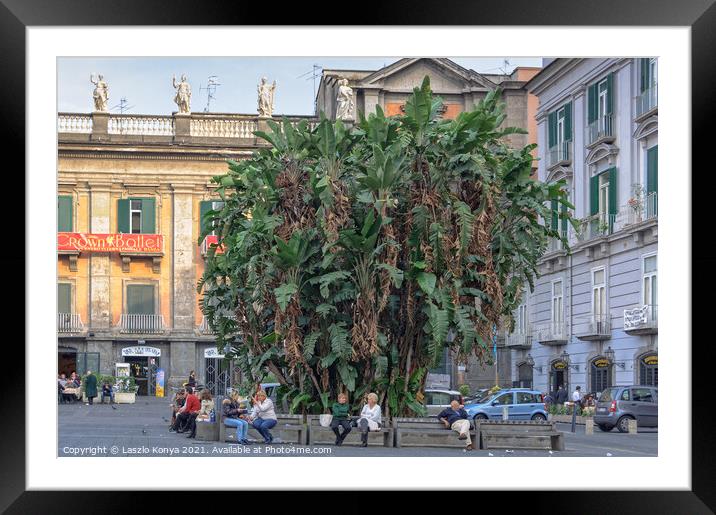 Banana palm - Napoli Framed Mounted Print by Laszlo Konya