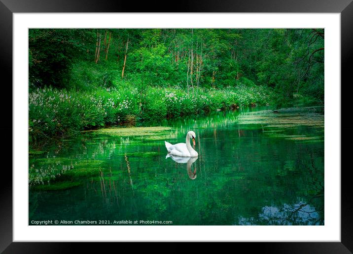 River Bradford Swan Framed Mounted Print by Alison Chambers